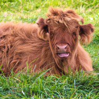Cute fluffy cows wallpaper