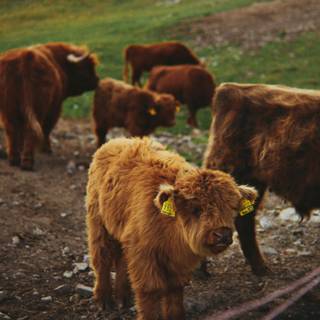 Cute fluffy cows wallpaper