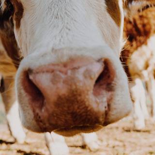 Cute fluffy cows wallpaper