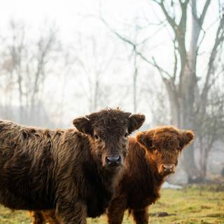 Cute fluffy cows wallpaper