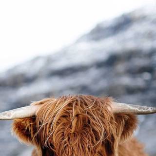 Cute fluffy cows wallpaper