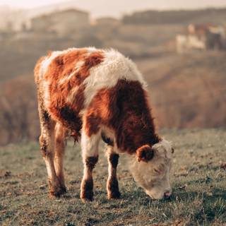 Cute fluffy cows wallpaper