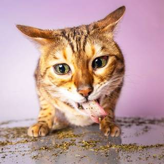 Catnip wallpaper