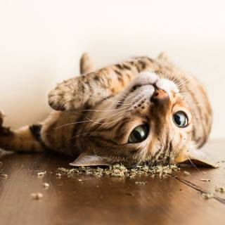 Catnip wallpaper