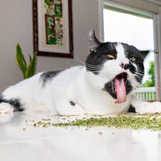 Catnip wallpaper