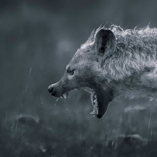 Hyena computer wallpaper