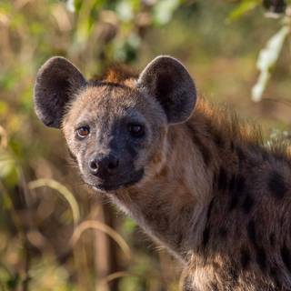 Hyena computer wallpaper