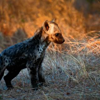 Hyena computer wallpaper