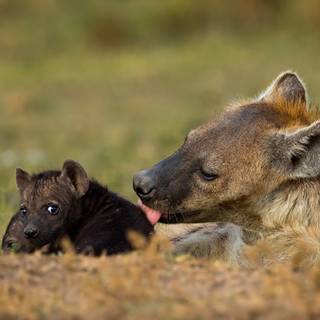 Hyena computer wallpaper