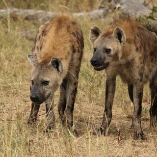 Hyena computer wallpaper