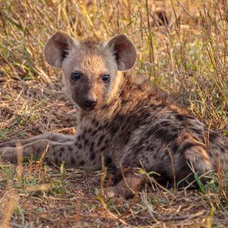 Hyena computer wallpaper