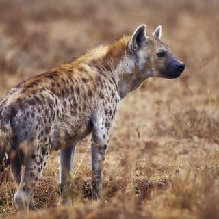 Hyena computer wallpaper