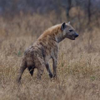 Hyena computer wallpaper