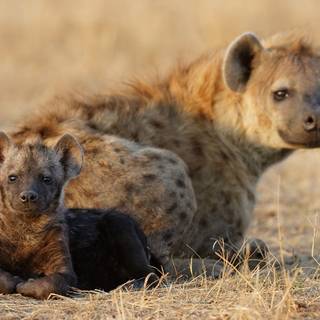 Hyena computer wallpaper