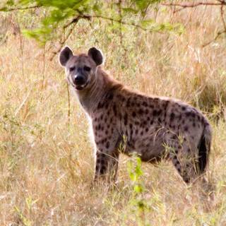 Hyena computer wallpaper