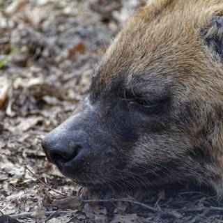 Hyena computer wallpaper