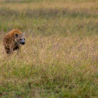 Hyena computer wallpaper