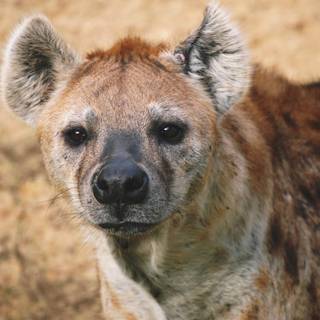 Hyena computer wallpaper