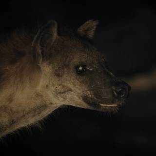 Hyena computer wallpaper