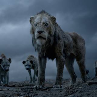 Hyena computer wallpaper