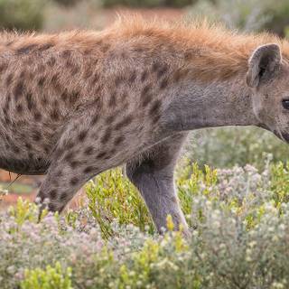 Hyena computer wallpaper