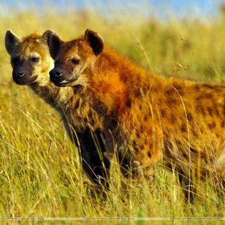 Hyena computer wallpaper