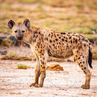 Hyena computer wallpaper