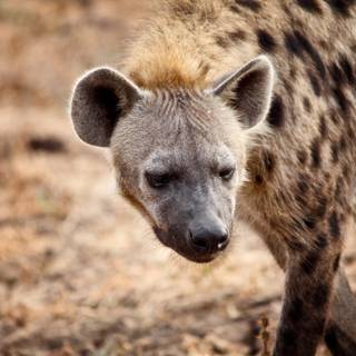 Hyena computer wallpaper