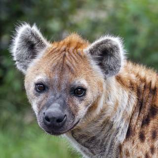 Hyena computer wallpaper