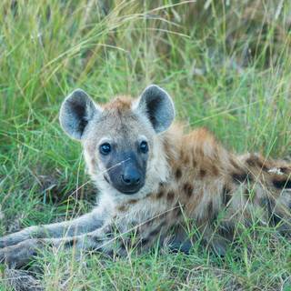 Hyena computer wallpaper