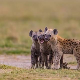 Hyena computer wallpaper