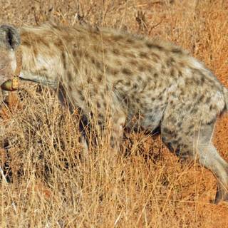 Hyena computer wallpaper