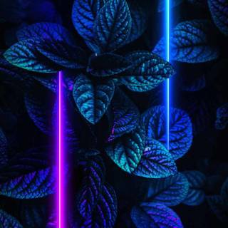 iPhone Xs neon wallpaper