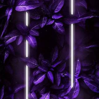 iPhone Xs neon wallpaper