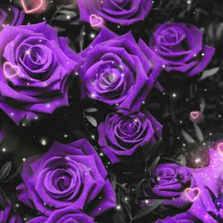 Purple rose iPhone wallpaper