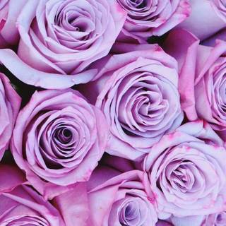 Purple rose iPhone wallpaper