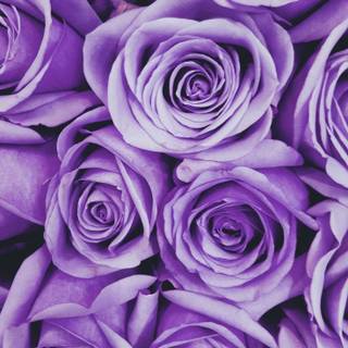 Purple rose iPhone wallpaper