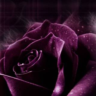 Purple rose iPhone wallpaper