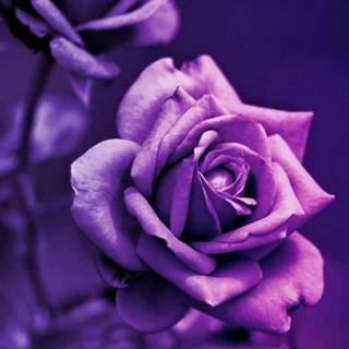 Purple rose iPhone wallpaper