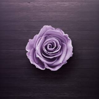 Purple rose iPhone wallpaper
