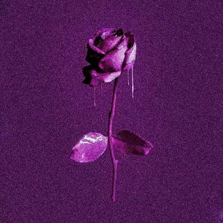 Purple rose iPhone wallpaper