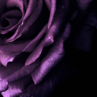 Purple rose iPhone wallpaper