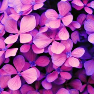 Purple flowers iPhone wallpaper