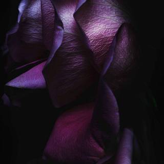 Purple rose iPhone wallpaper
