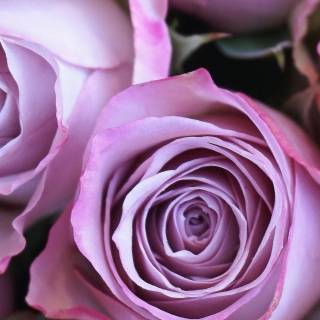 Purple rose iPhone wallpaper