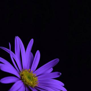 Purple flower iPhone wallpaper