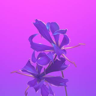 Purple flower iPhone wallpaper