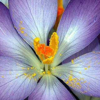 Purple flower iPhone wallpaper