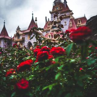 Beauty and The Beast iPhone wallpaper