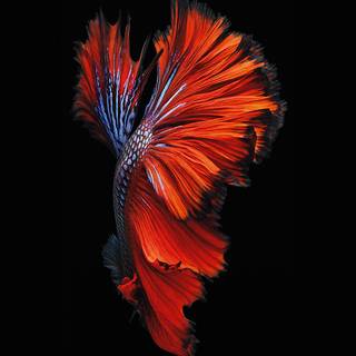 Dark red iPhone wallpaper